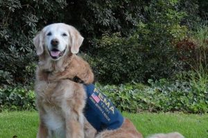 Ostatni pies ratunkowy z akcji z 11 września