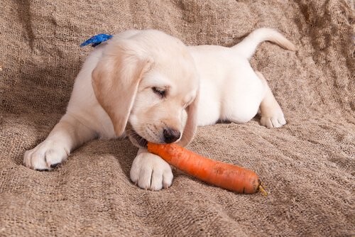 Pies wegetarianin - czy istnieje? Czy taki rodzaj diety jest niego zdrowy?