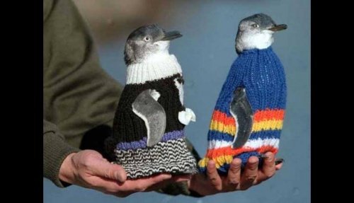 Dwa pingwiny w sweterkach.