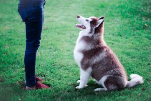 Nauka u psa – co trenować w zależności od wieku zwierzęcia