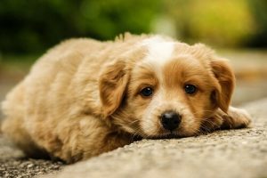 Maltretowanie psów i współczucie