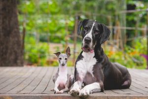 Małe psy VS duże – które mają silniejszą osobowość?