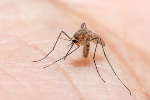 Jak powstrzymać komary przed gryzieniem nocą