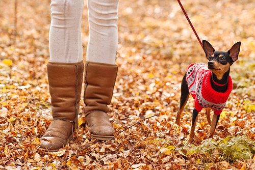 spacer jesienią z psem