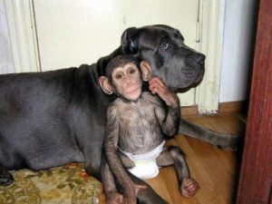 Osierocone szympansy i ich pies opiekun Princess
