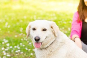 Zachowania, których Twój pies nie lubi - 5 głównych przykładów