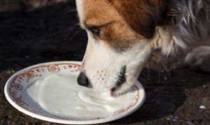 Zdrowe napoje dla psów – Kilka faktów