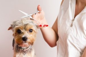 Wizyta u fryzjera - jak się czuję Twój pies?