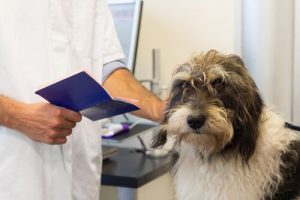 Sterylizacja psa – czy warto się na nią decydować?