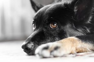 Oczopląs u psów – czy wiesz czym się objawia?
