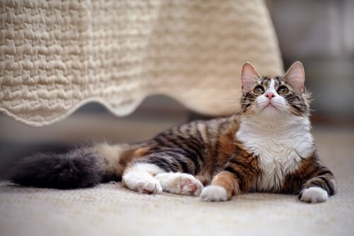 Kot w Twoim domu - praktyczny przewodnik
