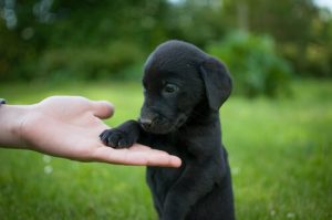 Labrador  retriever - jak go wychować?