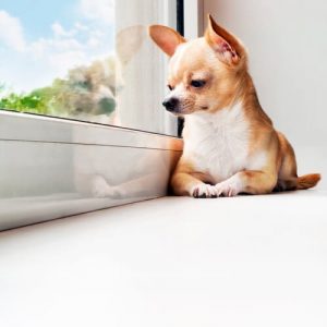 Pies sam w domu – kilka dobrych rad