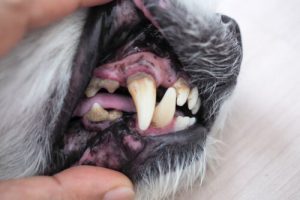 zęby psa pożółkłe