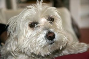Kaszel Twojego psa - leczenie i profilaktyka
