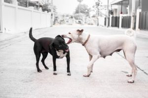 Zaatakowany pies – jak postępować?