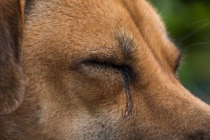 Co powoduje łzawienie oczu u psów