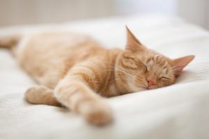zwierzęta domowe mogą śnić, śpiący kot