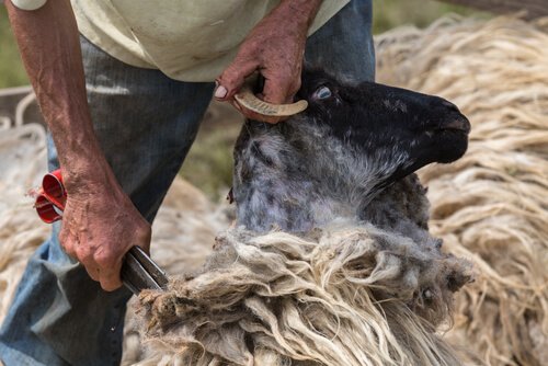 Golenie owcy