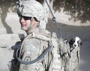 historie przyjaźni żołnierzy i psów