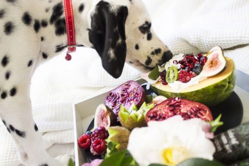 Naturalna żywność dla psa - co uwzględnić w diecie?