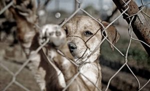 Maltretowanie zwierząt – jak reagować?
