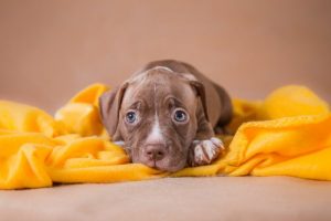 Adopcja zwierzaka - powody dla których powinieneś to zrobić