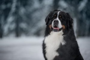 Imiona dla dużych psów – kilka propozycji