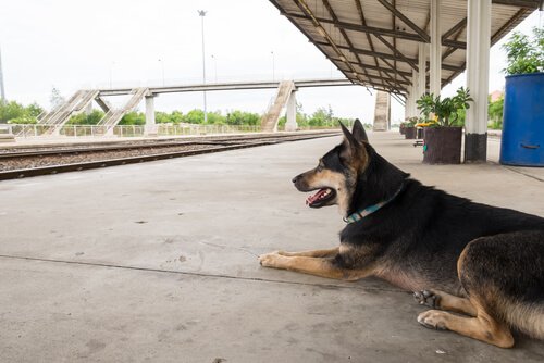 Pies czekający na stacji.