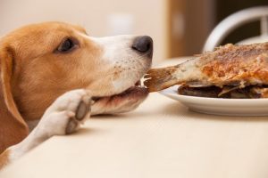 Podwyższane miski na jedzenie dla psów: dobry wybór?
