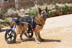 Niepełnosprawny zwierzak - czy przyjąłbyś go do domu?