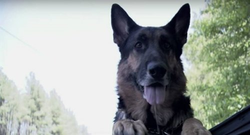 Bezpański pies ocalił życie rannej kobiety