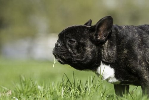 Pies je trawę - przeczyszczenie