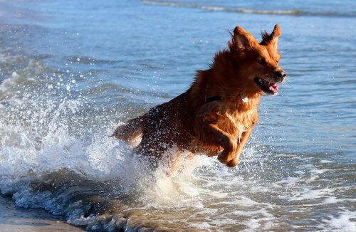Pies biegnie w wodzie
