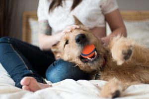 pieszczoty psa jak nauczyć psa przynosić piłkę