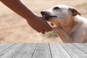 Urazy łap u psów i kotów - jak je leczyć?
