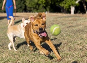 Jak nauczyć psa przynosić piłkę – tresura