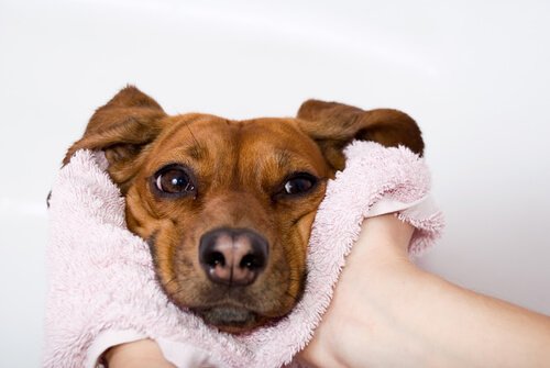Suchość nosa u psa - przyczyny i leczenie