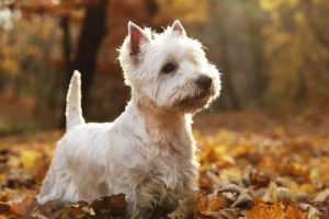 Pies ze szkockich Highlands – najciekawsze rasy