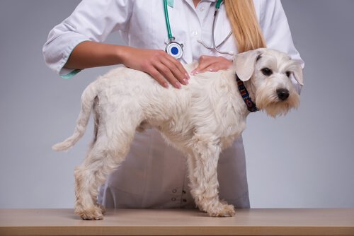Guz na ciele psa – co może oznaczać?