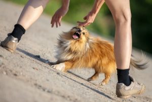 Co zrobić, gdy atakuje nas agresywny pies?