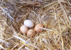 Jakość jaj kurzych - jak ją poprawić?