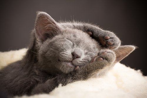 Śpiące kocię kota rosyjskiego niebieskiego