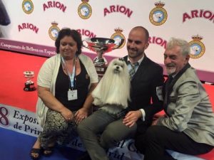 Maltańczyk zwycięzcą konkursu na najlepszego psa