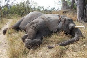 Masakra 100 słoni w Botswanie – krwawy finał