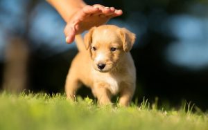 Adopcja szczeniaka: co powinieneś wiedzieć