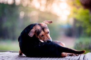 Świerzb u psów - objawy i leczenie