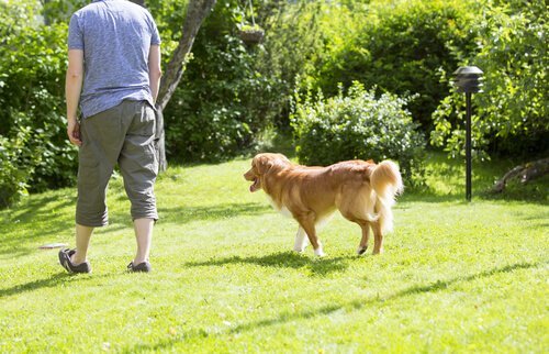 Chodzenie za właścicielem - czemu psy to robią?