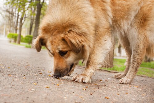 pies jedzący na ulicy ofiara kryzysu z wenezueli