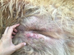 Rak skóry - czy jego występowanie jest możliwe u psa?